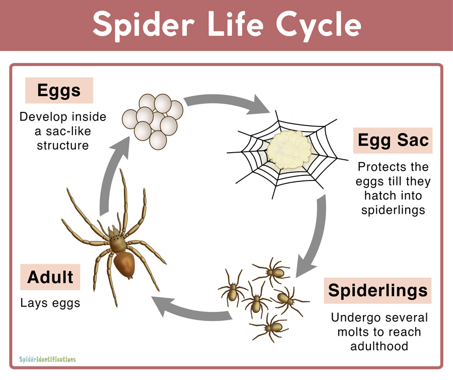 Spider Life Cycle: Facts, Stages, Mating, Reproduction, Pictures