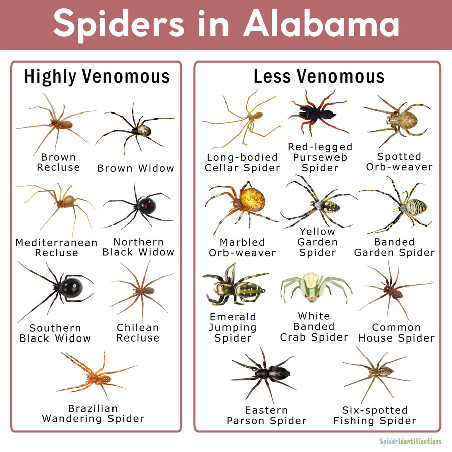 Spiders in Alabama: List with Pictures