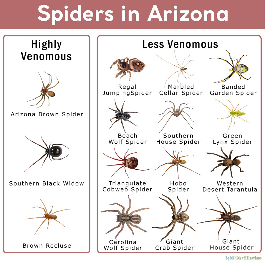 Spiders In Arizona List With Pictures