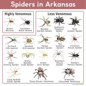 Spiders in Arkansas: List with Pictures