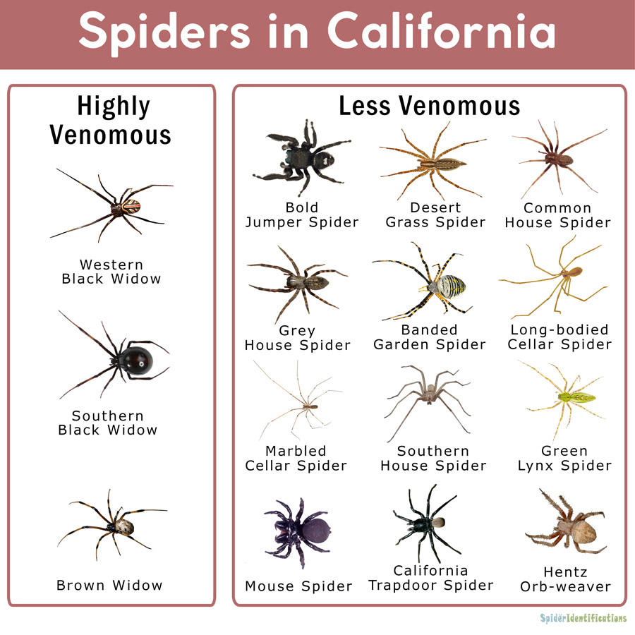 Spiders in California: List with Pictures