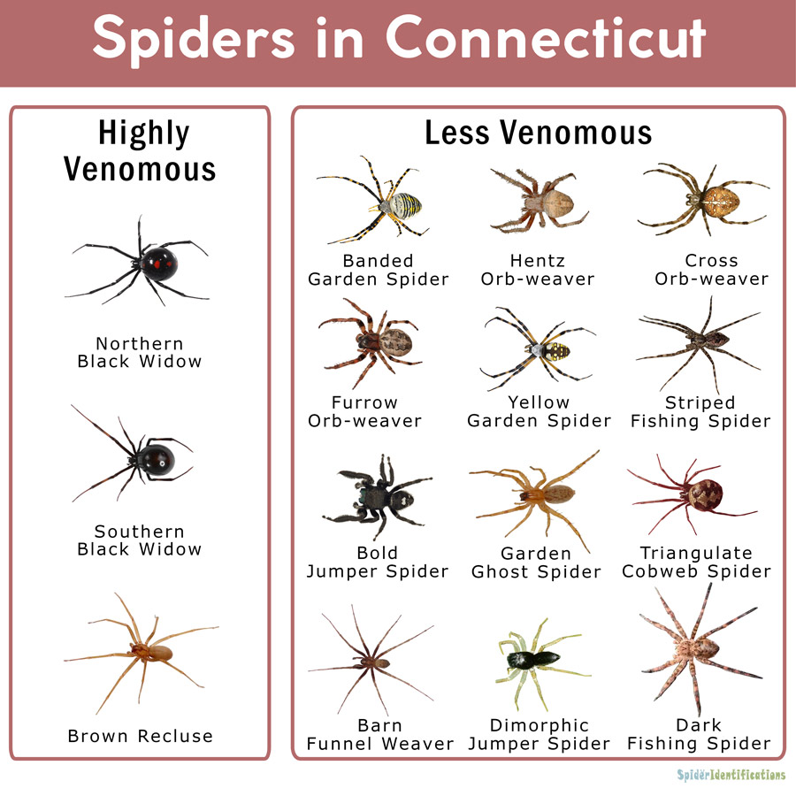 Spiders in Connecticut: List with Pictures