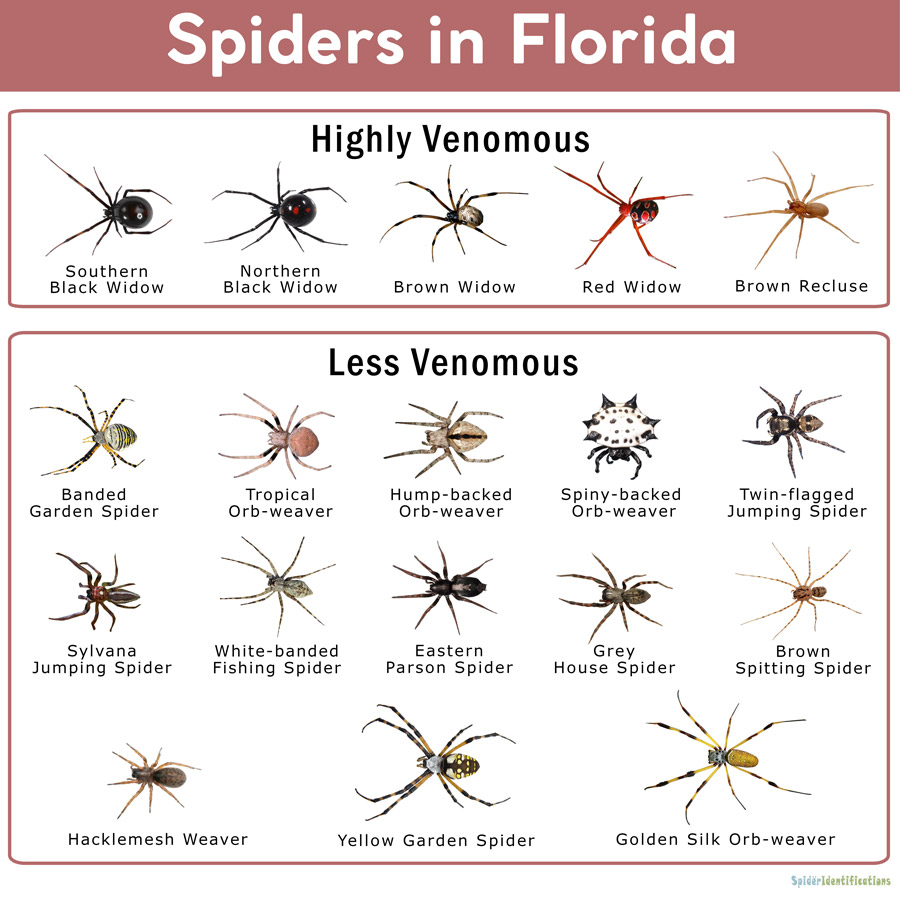 Types Of Poisonous And Non Poisonous Spiders In Florida