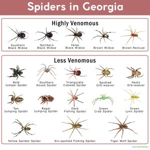 Spiders in Georgia: List with Pictures
