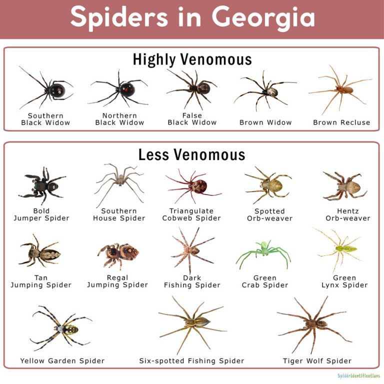 ground spiders in georgia