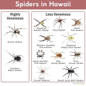 Spiders in Hawaii: List with Pictures