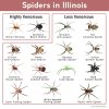 Spiders in Illinois: List with Pictures