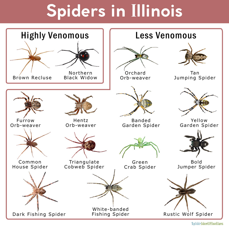 Spiders In Illinois Identification Chart 