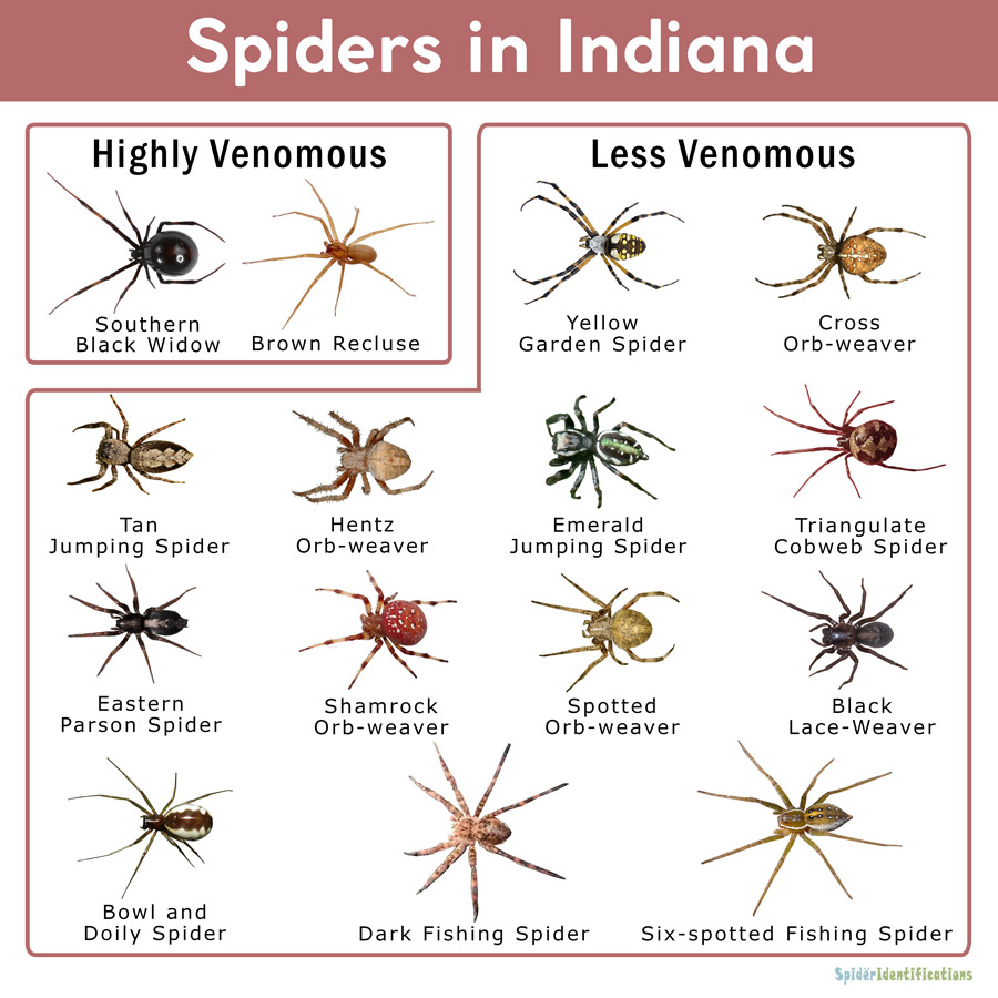 Spiders in Indiana: List with Pictures