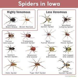 Spiders in Iowa: List with Pictures