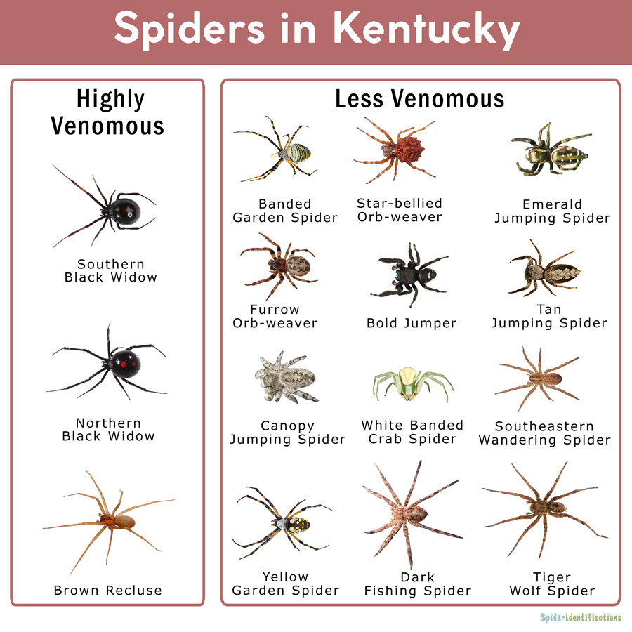 Spiders in Kentucky List with Pictures