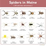 Spiders in Maine: List with Pictures