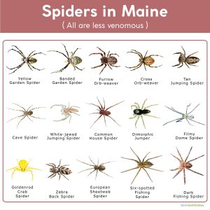 Spiders in Maine: List with Pictures