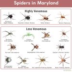 Spiders in Maryland: List with Pictures