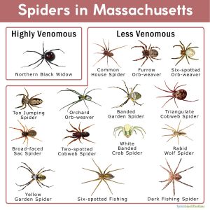 Spiders in Massachusetts: List with Pictures