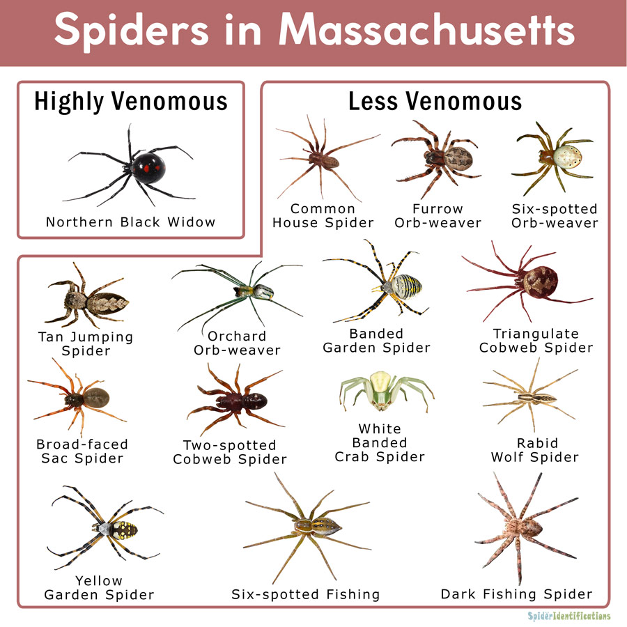 Spiders in Massachusetts