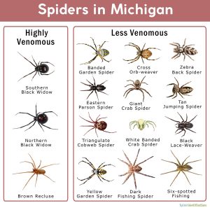 Spiders in Michigan: List with Pictures