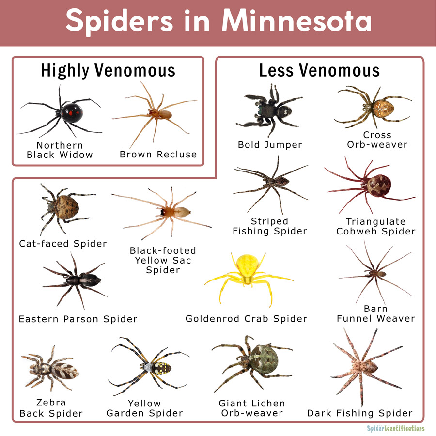 Spiders in Minnesota List with Pictures