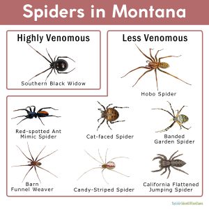 Spiders in Montana: List with Pictures