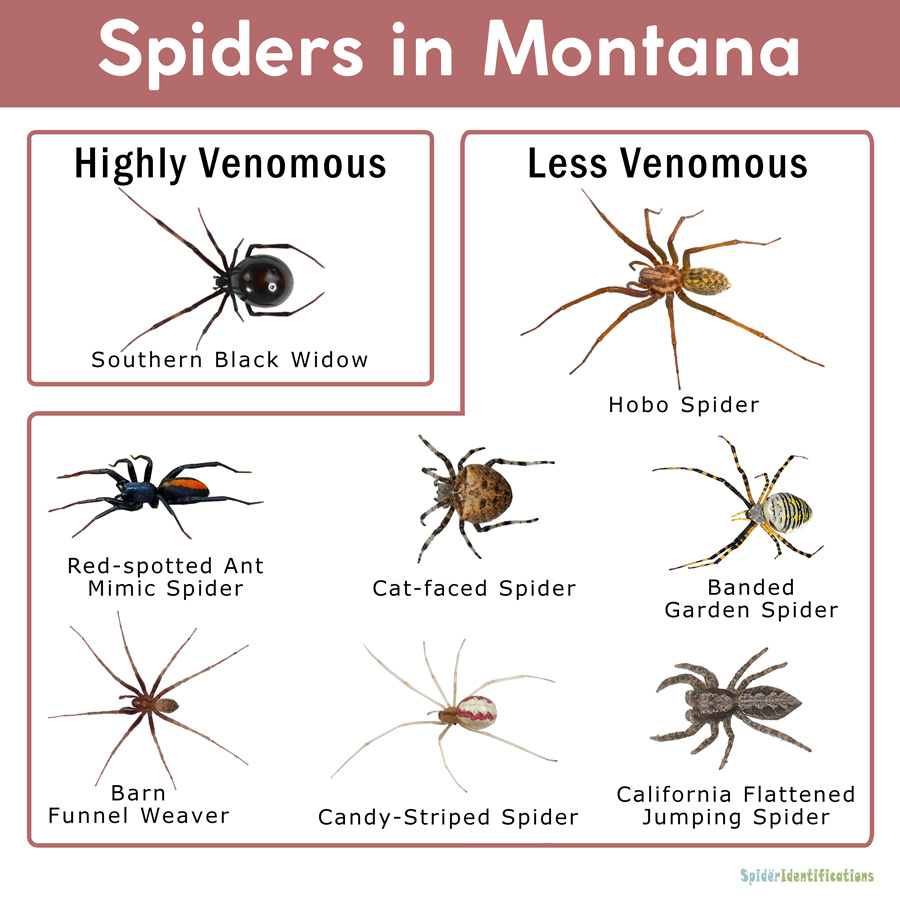 Spider Identification Chart California
