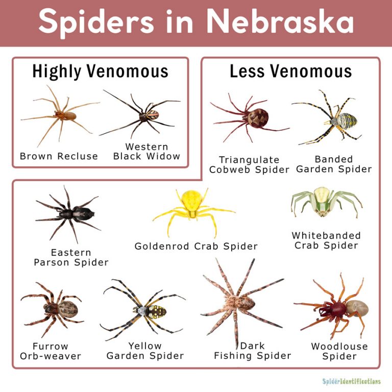 Spiders In Nebraska List With Pictures