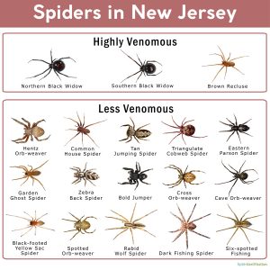 Spiders in New Jersey: List with Pictures