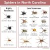 Spiders in North Carolina: List with Pictures