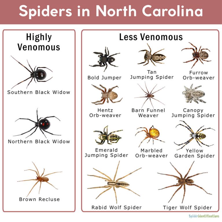 Nc Spiders Identification Chart