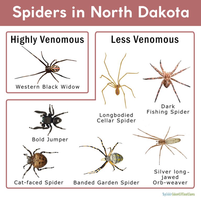 Spiders in North Dakota: List with Pictures