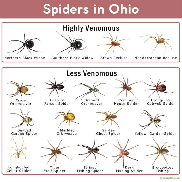 Spiders in Ohio: List with Pictures