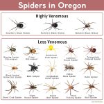 Spiders in Oregon: List with Pictures