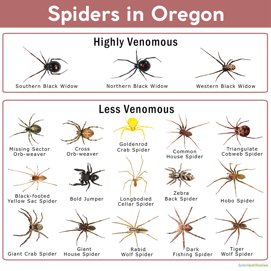 Spiders in Oregon: List with Pictures