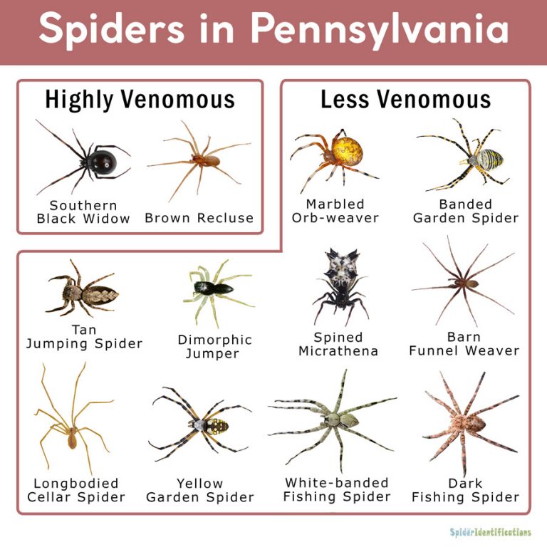 Spiders in Pennsylvania: List with Pictures