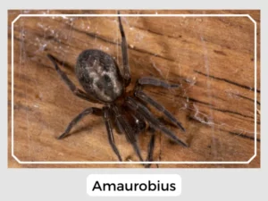 Amaurobius