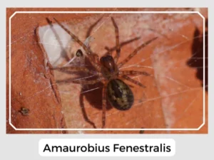 Amaurobius Fenestralis