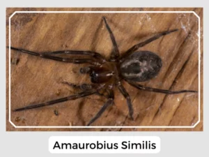 Amaurobius Similis