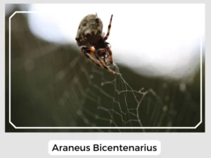 Araneus Bicentenarius