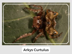 Arkys Curtulus