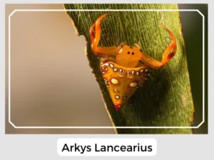 Arkys Lancearius