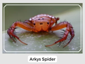 Arkys Spider