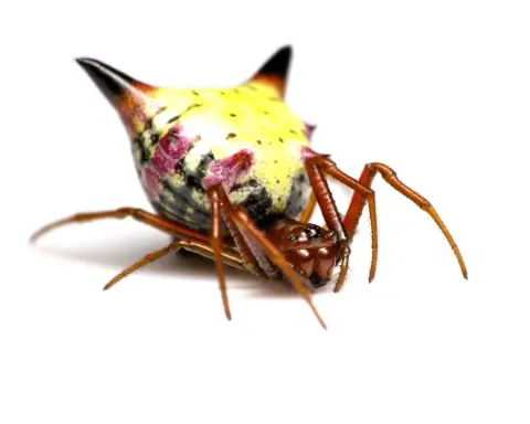 Arrow-Shaped Micrathena