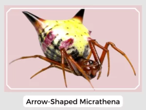 Arrow-Shaped Micrathena
