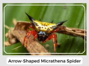 Arrow-Shaped Micrathena Spider