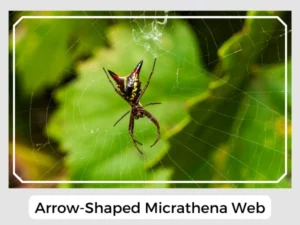 Arrow-Shaped Micrathena Web