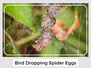 Bird Dropping Spider Eggs