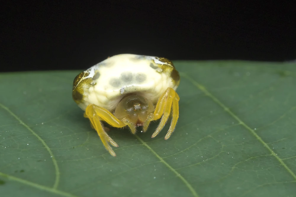 Bird Dropping Spider Image