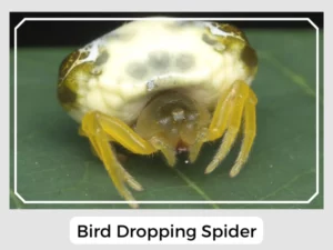 Bird Dropping Spider Image