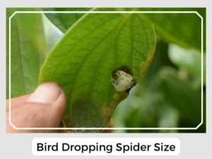 Bird Dropping Spider Size