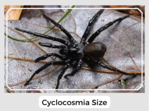 Cyclocosmia Size