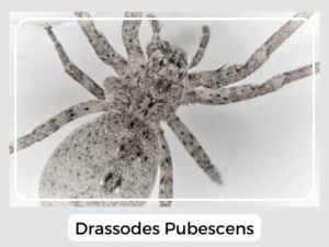 Drassodes Pubescens